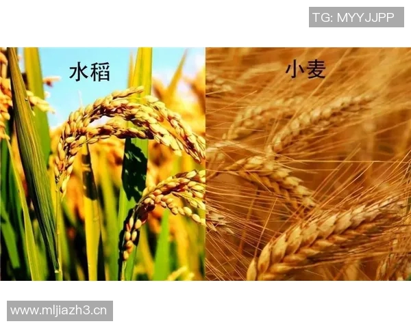 大米的营养价值与全球种植现状分析及其在不同文化中的独特角色