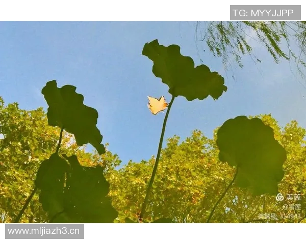 BLG在洲际赛中的奋战之路与突破成就全景回顾 BLG在洲际赛中的奋战之路与突破成就全景回顾