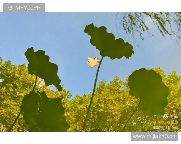 BLG在洲际赛中的奋战之路与突破成就全景回顾 BLG在洲际赛中的奋战之路与突破成就全景回顾